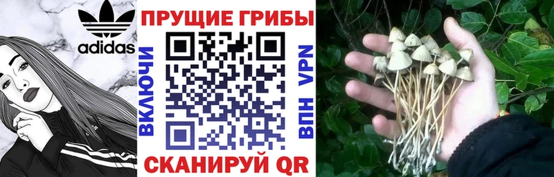 Псилоцибиновые грибы MAGIC MUSHROOMS Белокуриха